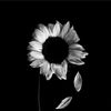 mas.young
