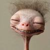 user1ihz0fqjvg