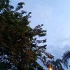 frmnsyahh8