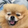 snellesnack