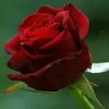 sutrisno3855