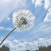 _dandelion20