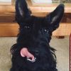 oliverthescottie