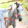 kawthar97__