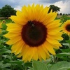 sunflowerish