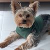 teo.yorkie
