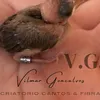 vilmargoncalves_