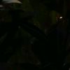 jepirrr_0