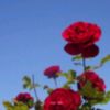 halus_77