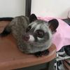 musang.gem0y