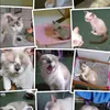 randydosgatinhos