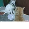 mayo_timmycat