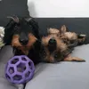ricotaco_the_dachshunds