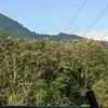 raffafawzi
