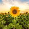 sunn7flower7