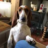 dollydog2017