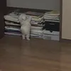 sa.haraaa