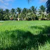 khoale13217