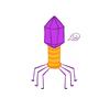 __bacteriophage__