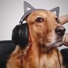 an_esportsdog