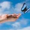 papillonpapillon978