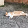 papodecorredor