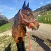 ozias.nemo