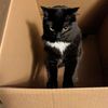 catsandarts376