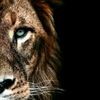 serdar33333335_