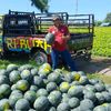 ud.sari_buah