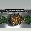 adailtontrufas