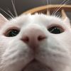 littlekman