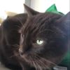 water_cat01