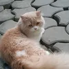 duxduxx
