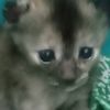 rinawatiagusligmail.com