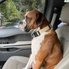 bruno_the_boxer1