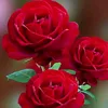 its_fatima.....chaudhry
