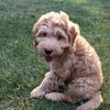 robothedoodle
