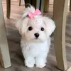 ariana.grace17