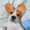 mallowsbeagle