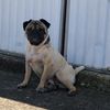 coopie_thepug