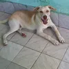 thiago.silva8123