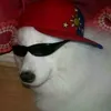 sh4rkgg3
