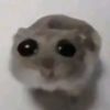 piras_15