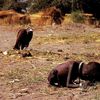 historicvultures1960