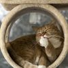 gato_fachero_no_educado