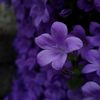 mister._.violet