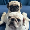 sarah_benya_pugs