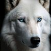 mrsrwolves