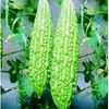 fahmifathoni3